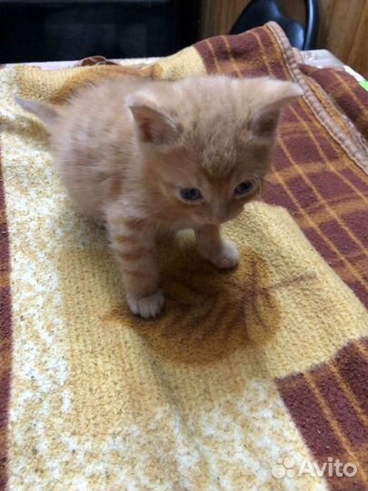 Моя девочка, дала еще троих чудиков