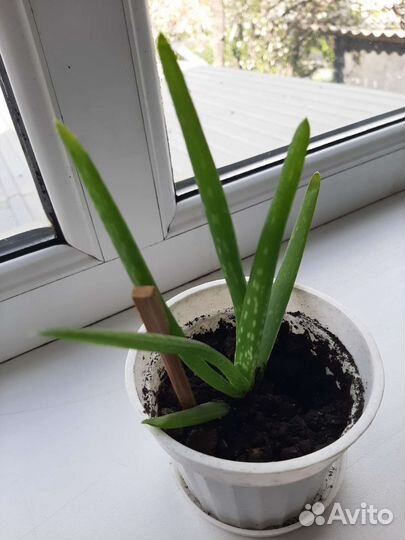 Комнатные цветы