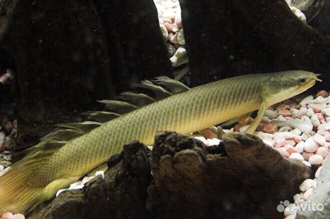 Полиптерус 5-6см