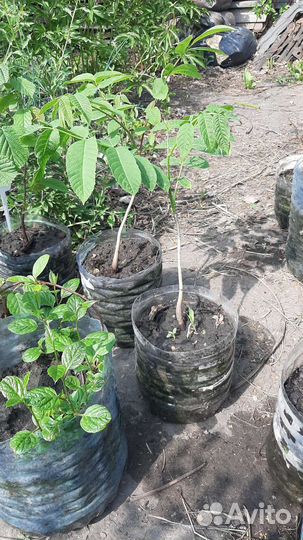 Орех фундук,орех манчжурский,лимонник китайский