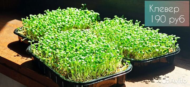 Микрозелень