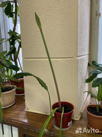 Гиппеаструм