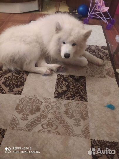 Самоед для вязки