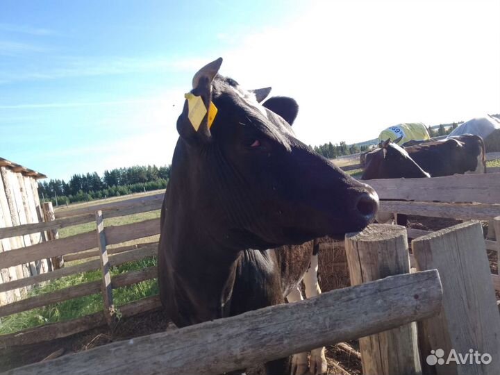 Тёлка нетель