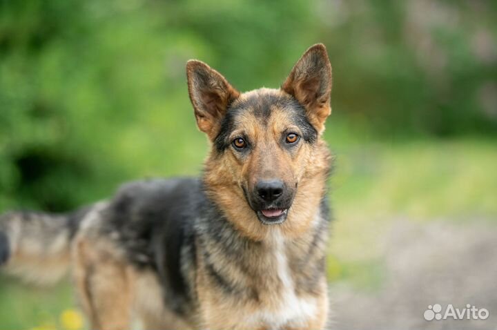 Собака в дар