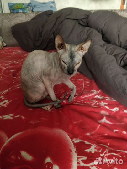 Донской сфинкс вязка девочка