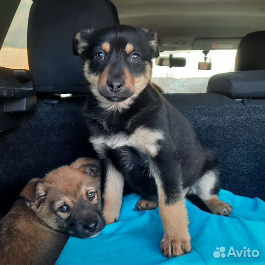 Щенок в добрые руки бесплатно