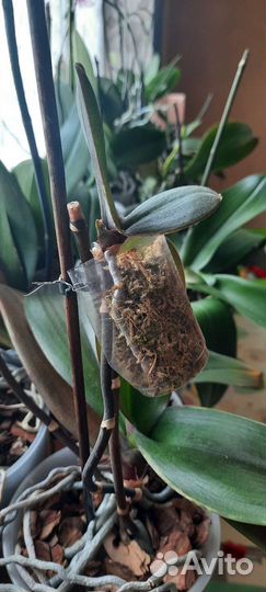 Орхидея фаленопсис детка