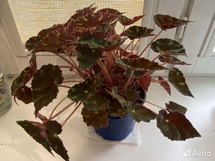 Бегония Бауэра тигровая