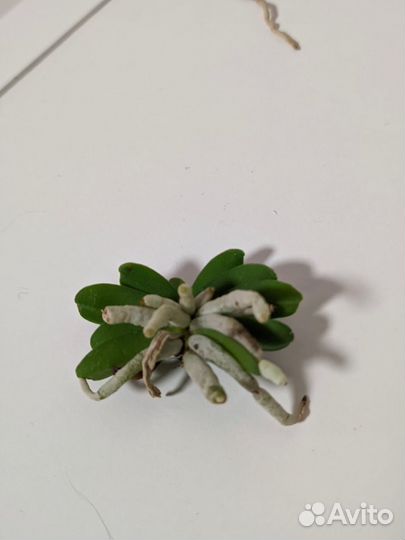 Шенорхис Schoenorchis fragrans xsib