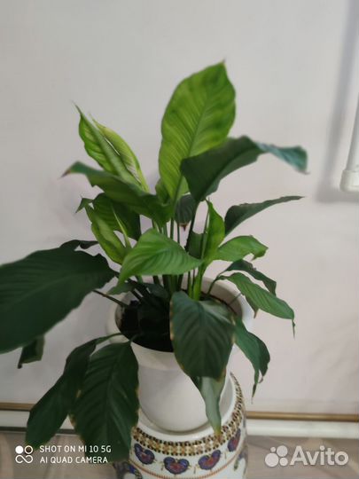 Спатифиллум