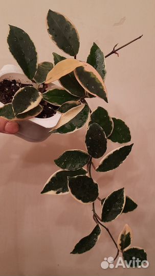 Хойи срезом