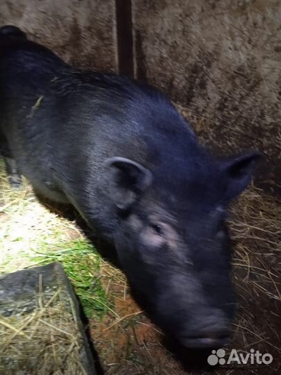 Вьетнамский вислобрюхий хряк