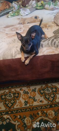 Собака цвергпинчер