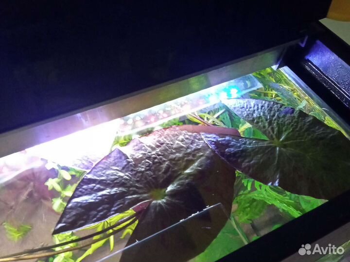 Растения для аквариума