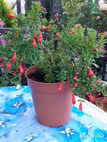 Гранат комнатный