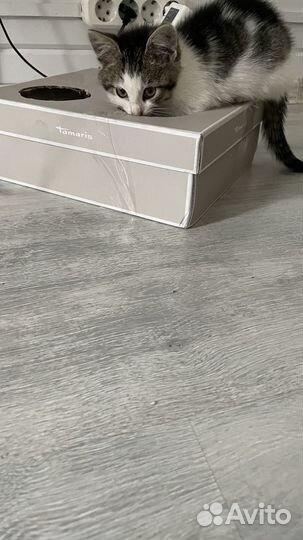 Котенок девочка в добрые руки. 2 мес