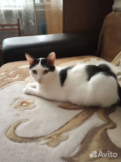 Кошка Белка в добрые руки