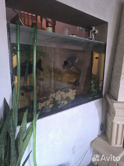 Аквариумные рыбы цихлиды