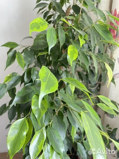 Фикус бенджамина сорт Анастасия