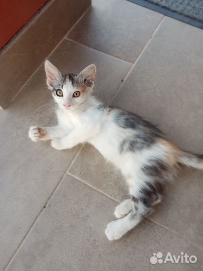 Отдам в добрые руки