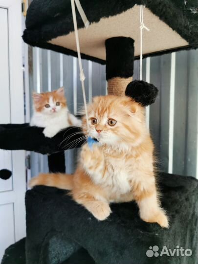 Шотландский вислоухий кот красный мрамор