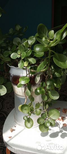 Комнатные цветы