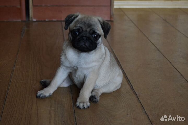 Щенок мопса