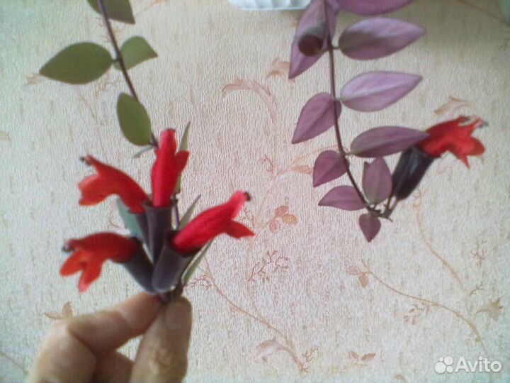 Эсхинантус бордово-красные цветы