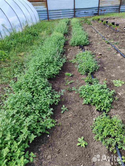 Котовник Фассена