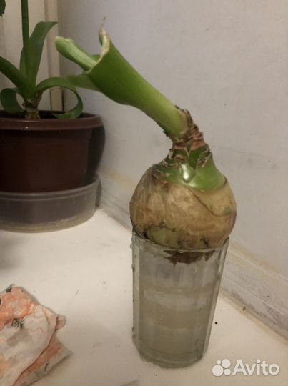 Индийский лук