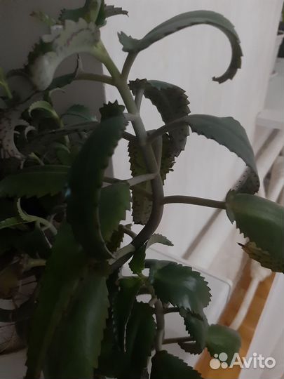 Каланхое лечебное