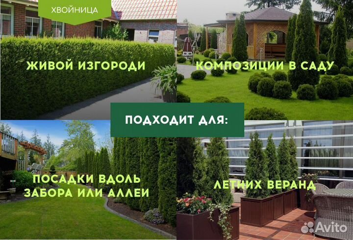 Туи в ассортименте: Колумна, Брабант, Смарагд