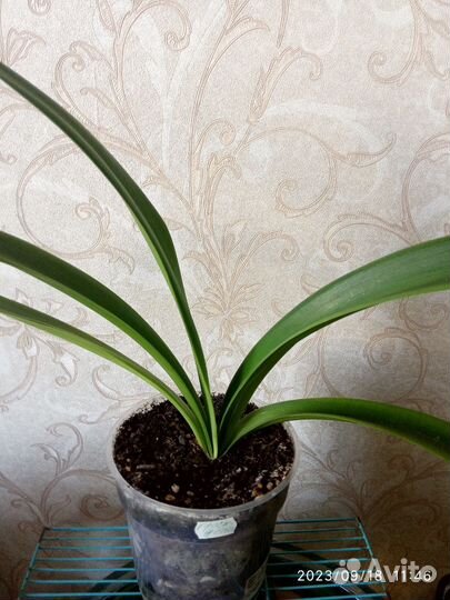 Гиппиаструм сортовой