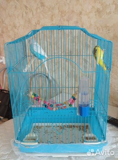 Пара Волнистых попугаев с клеткой