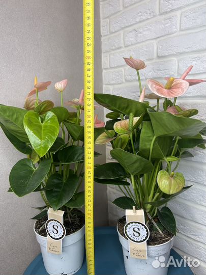 Антуриум мужское счастье комнатные цветы