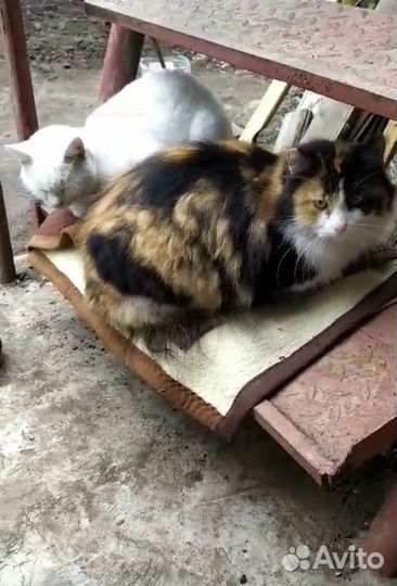 Пестрая кошечка в добрые руки