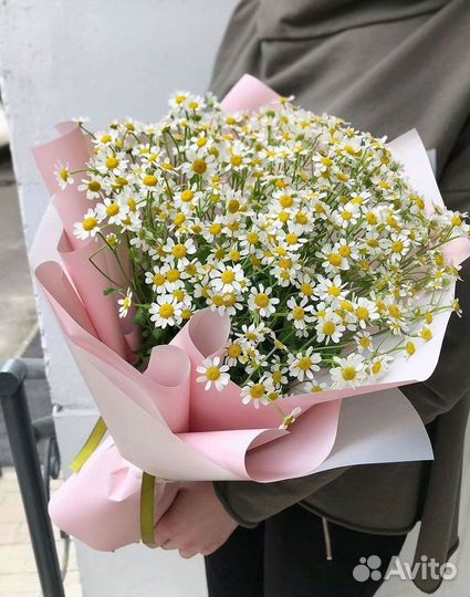 Цветы ромашки