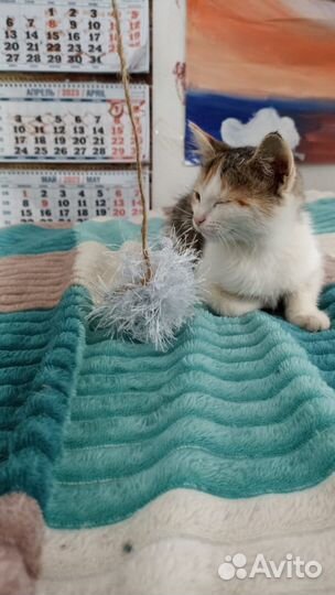 Лапуля -маленькая трёхцветная девочка в дар