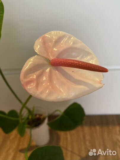 Антуриум Акура