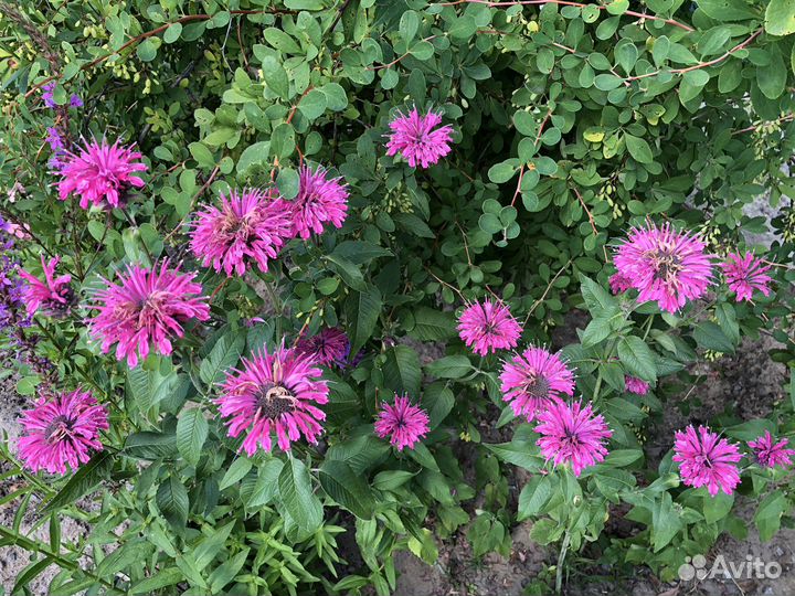 Многолетние цветы