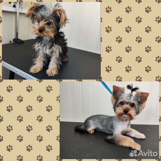 Груминг. Уход за животными