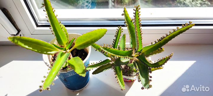 Кактусы, каланхоэ, каменная роза