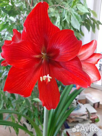 Гипиаструм с бутонами 5 разных