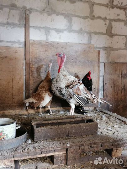 Индюки и индюшки