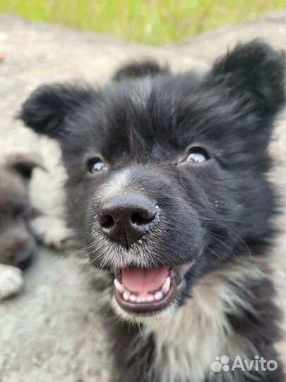 Щенки в дар