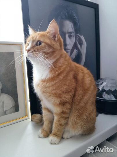 Рыжий кот в добрые руки