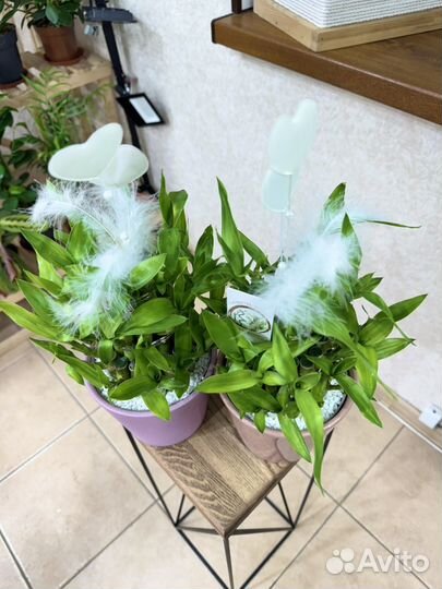 Бамбук Лаки Подарок на 8 марта