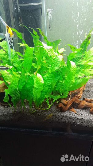 Анциструс супер ред и растения