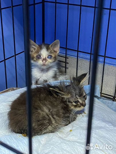 Котятам нужен дом, передержка и помощь